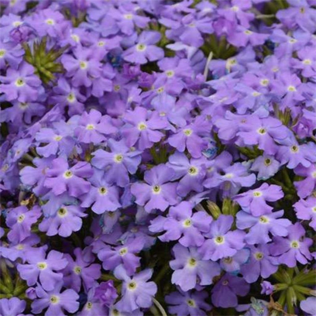 Tarhaverbena Virgo Sky Blue