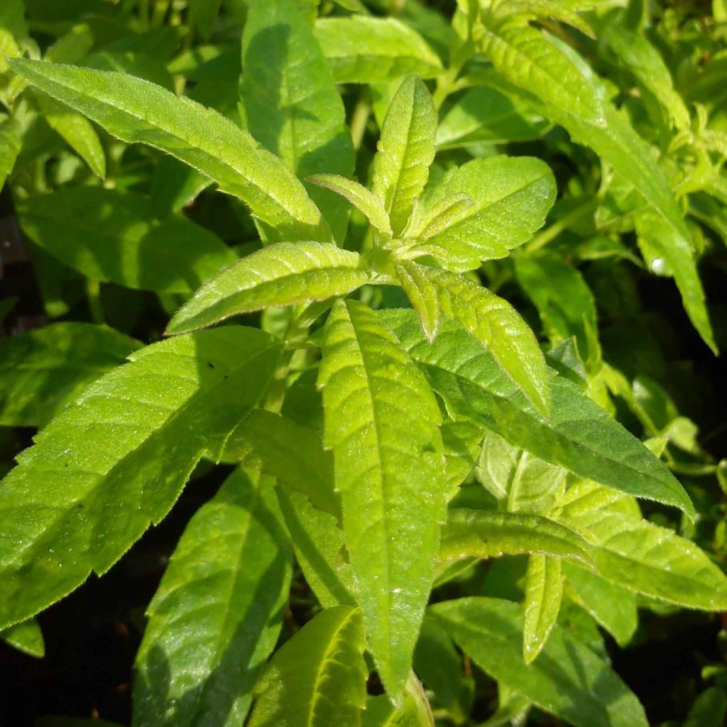 Sitruunaverbena taimena - Aloysia triphylla