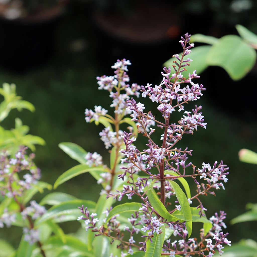 Sitruunaverbena luomu - Aloysia citriodora