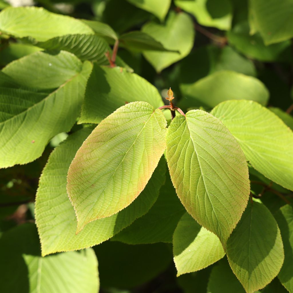 Siimesheisi - Viburnum furcatum