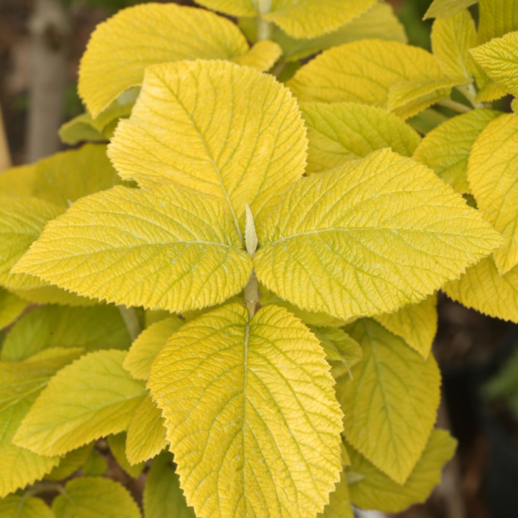 Villaheisi Aureum