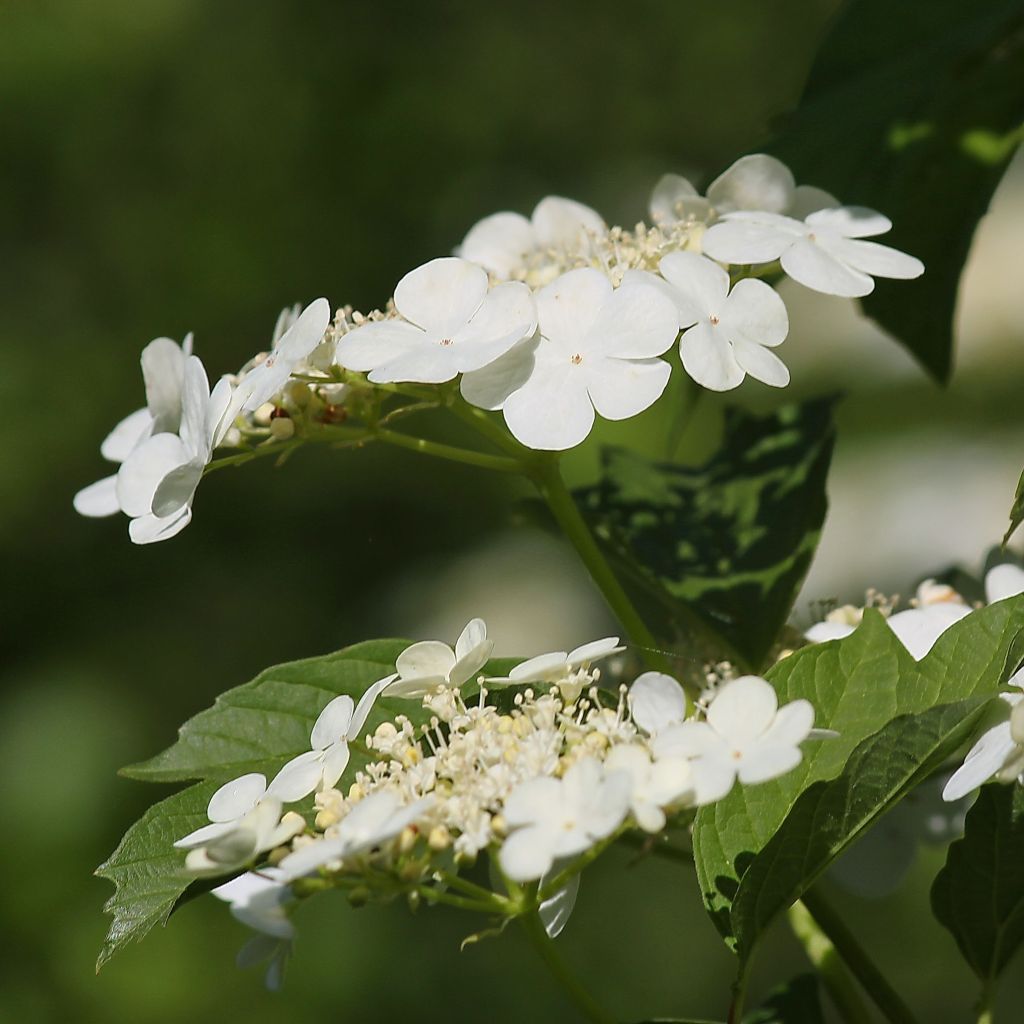 Koiranheisi - Viburnum opulus