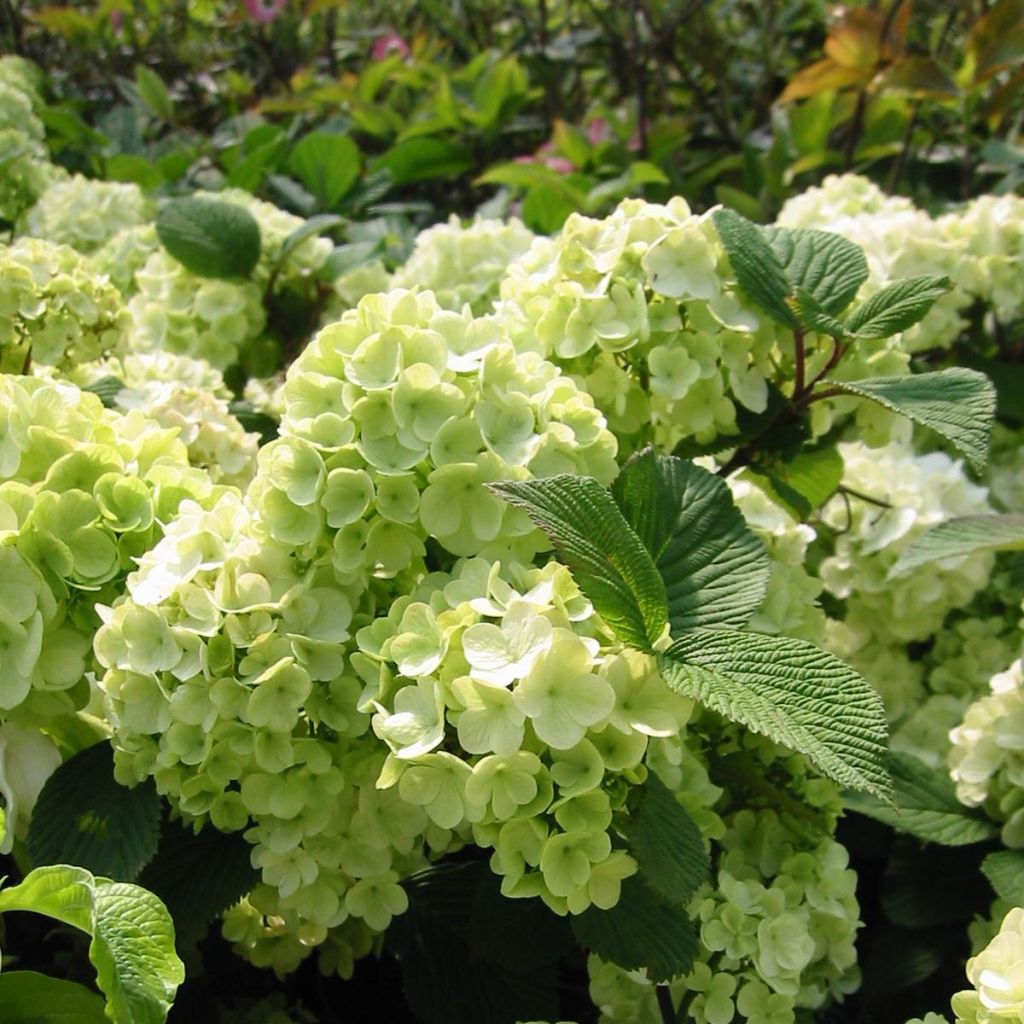 Lumipalloangervo Rotundifolium