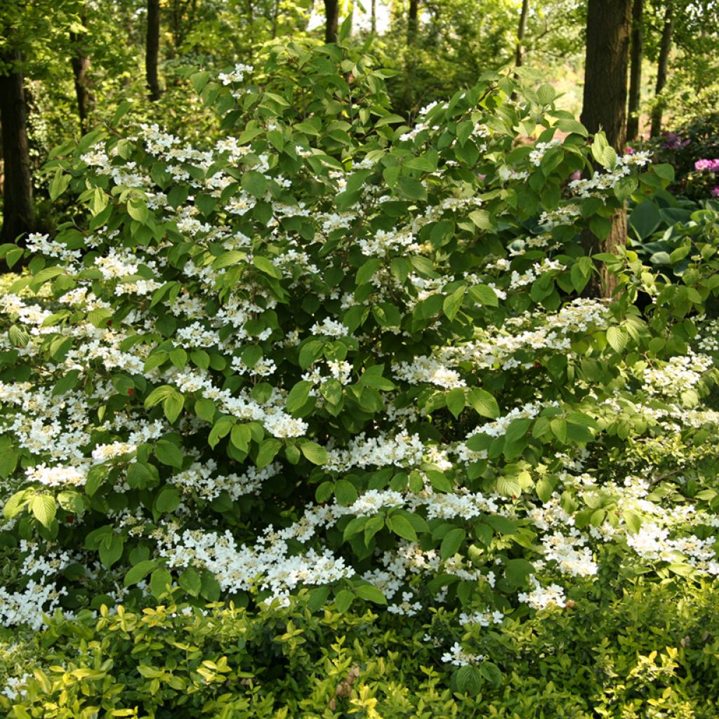 Lumipalloangervo St Keverne