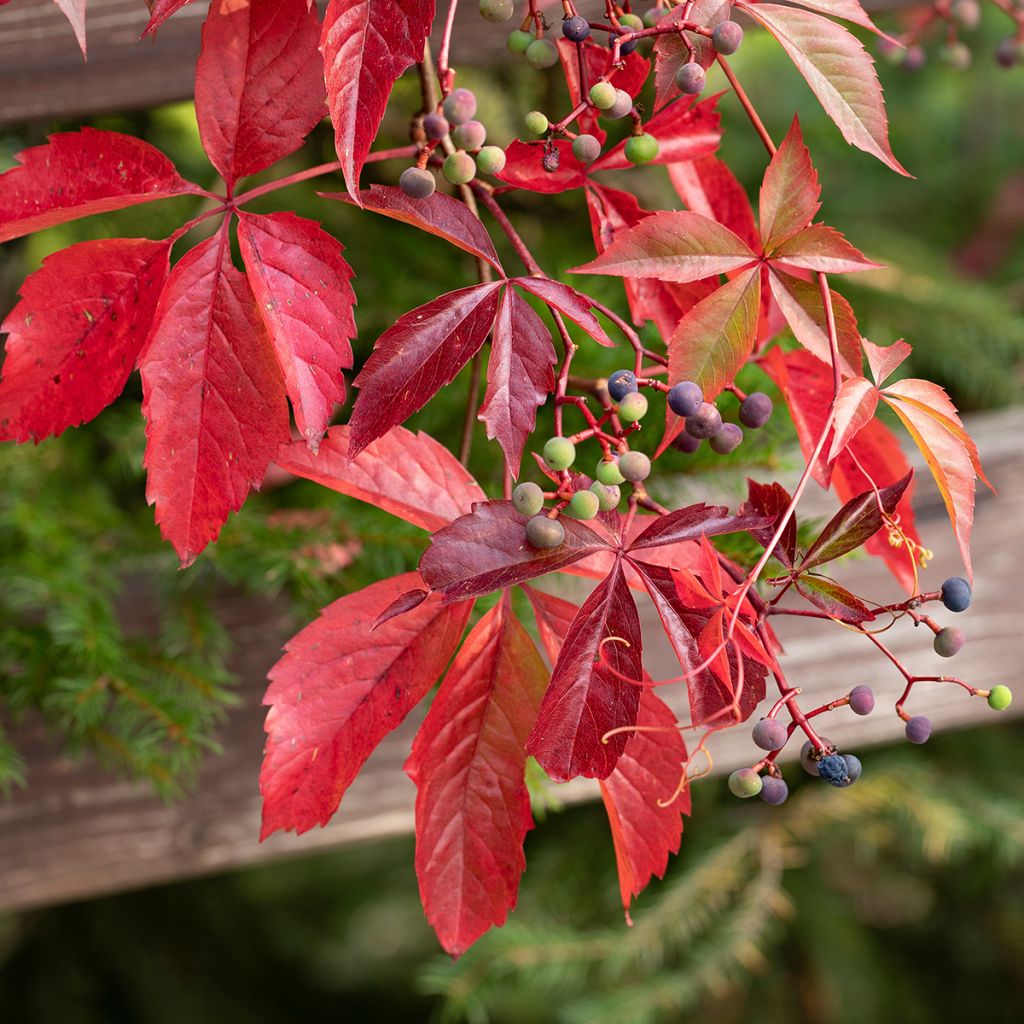Säleikkövilliviini - Parthenocissus viteacea