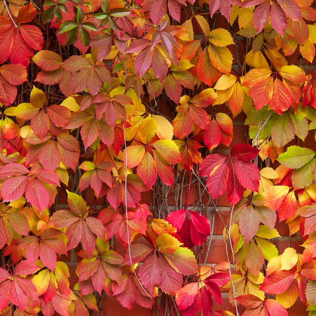 Säleikkövilliviini - Parthenocissus viteacea