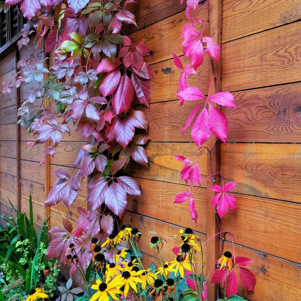 Säleikkövilliviini - Parthenocissus viteacea