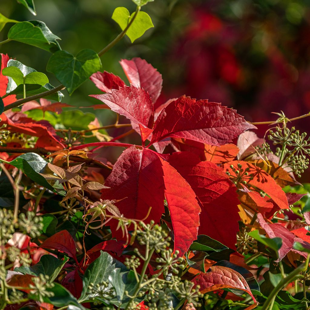 Säleikkövilliviini - Parthenocissus viteacea