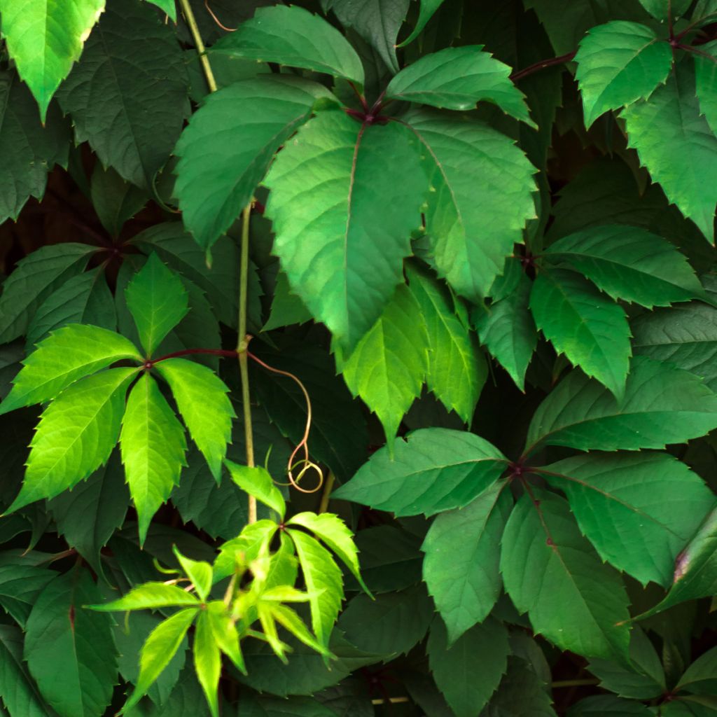 Säleikkövilliviini - Parthenocissus viteacea
