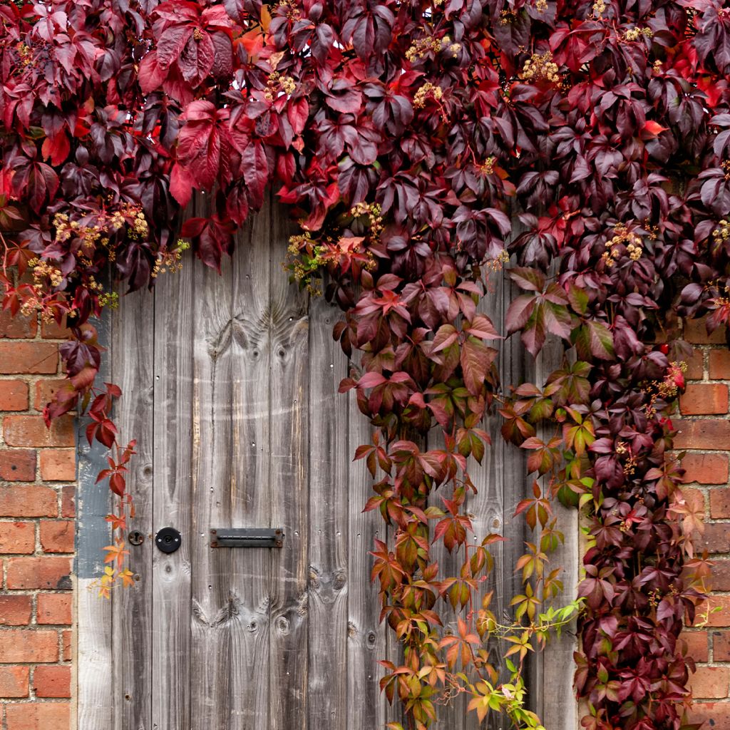 Säleikkövilliviini - Parthenocissus viteacea