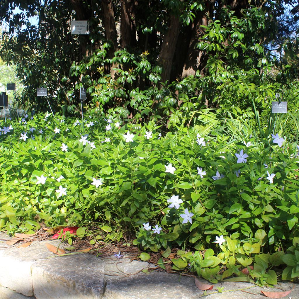 Isotalvio - Vinca major