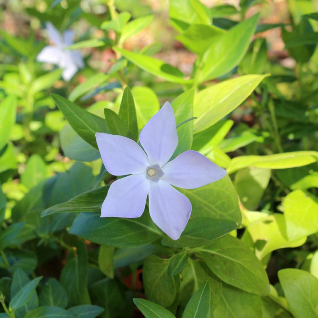 Isotalvio - Vinca major