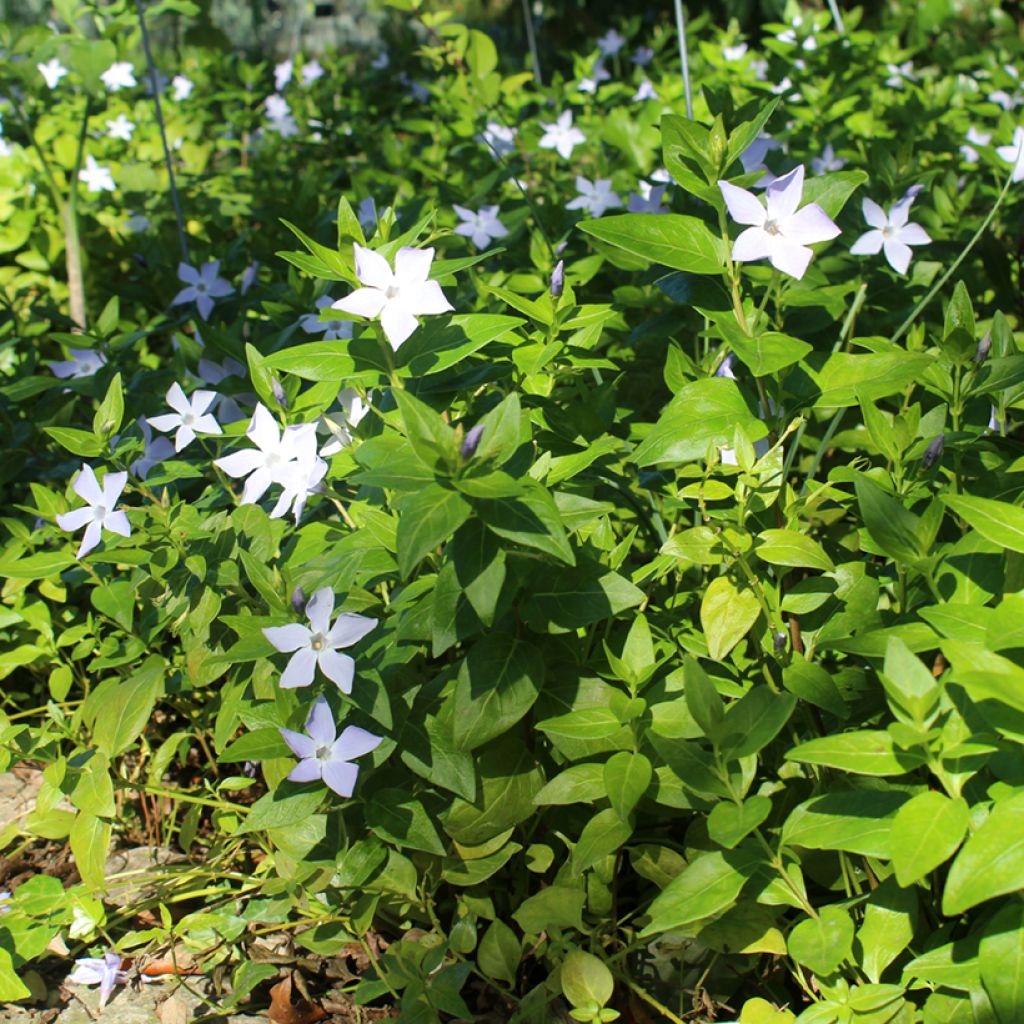Isotalvio - Vinca major