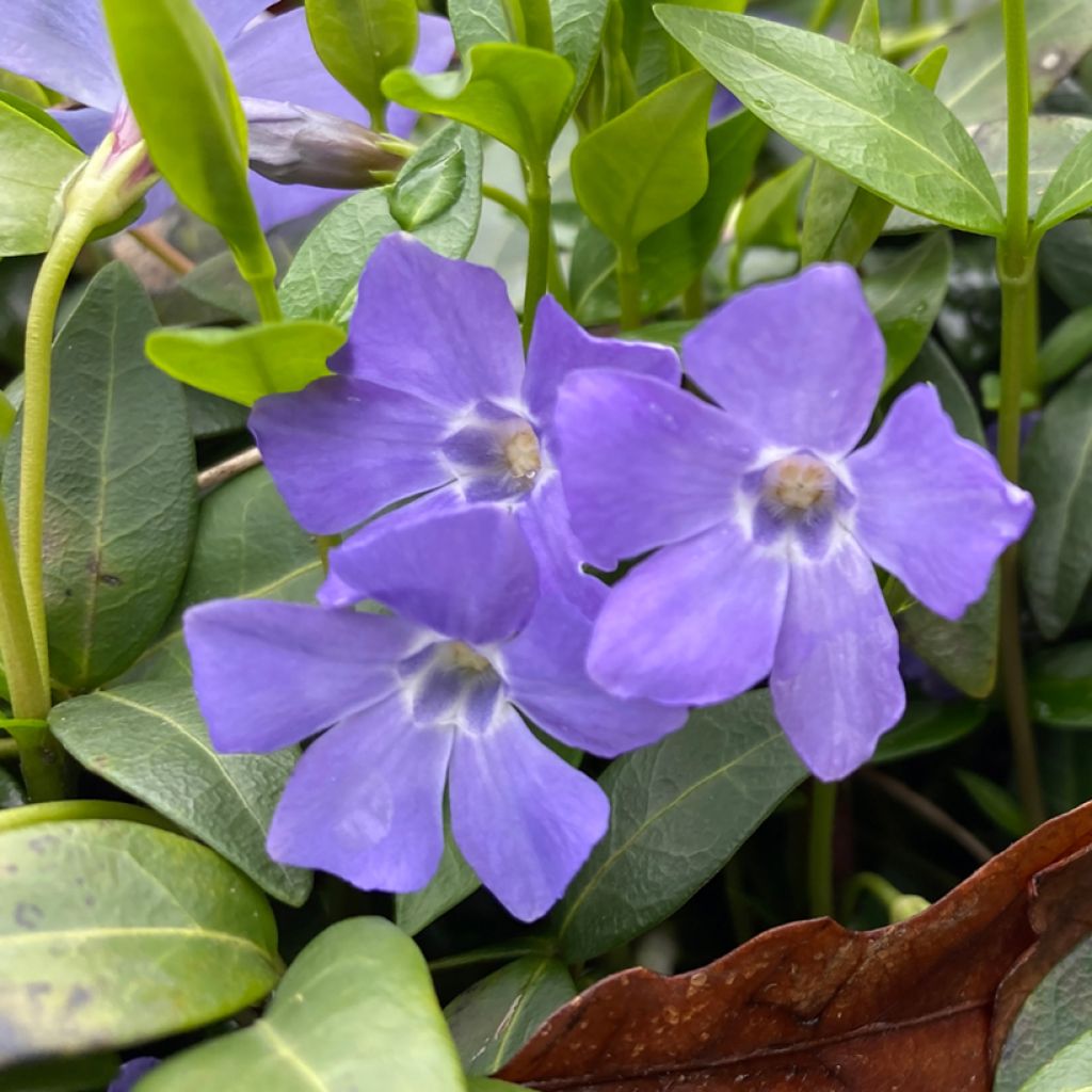 Isotalvio - Vinca major