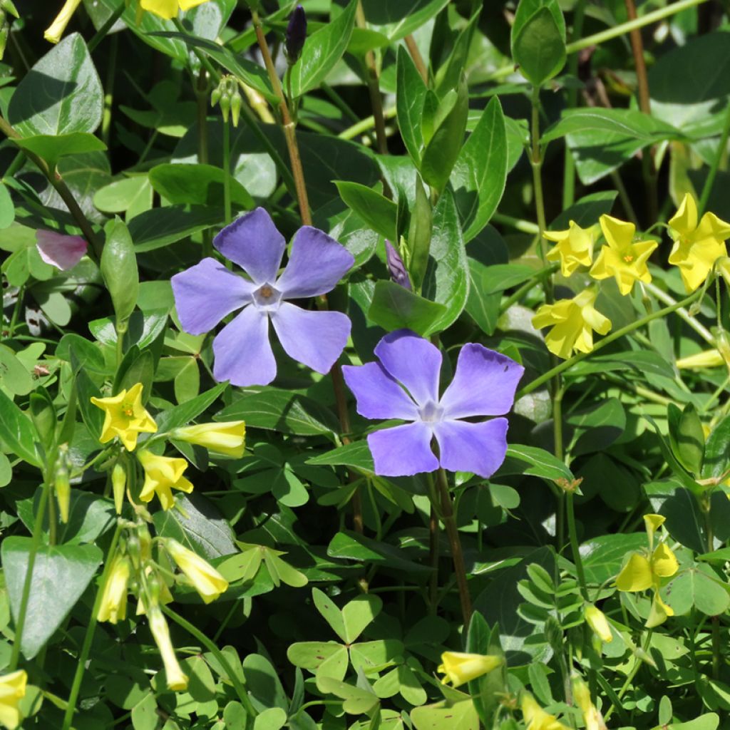 Isotalvio - Vinca major