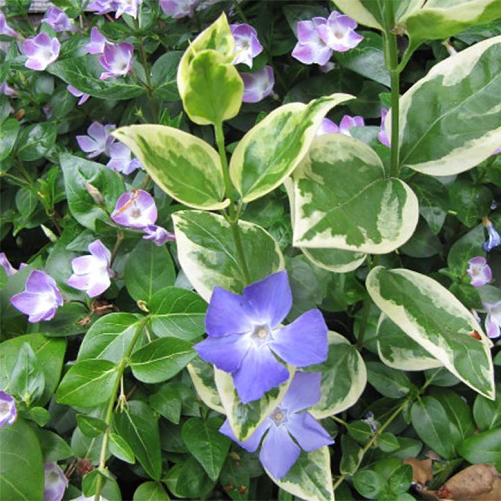 Isotalvio Variegata