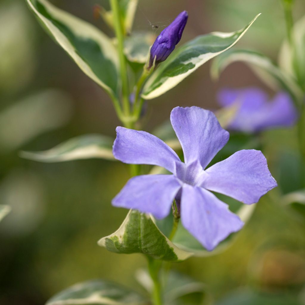 Isotalvio Variegata