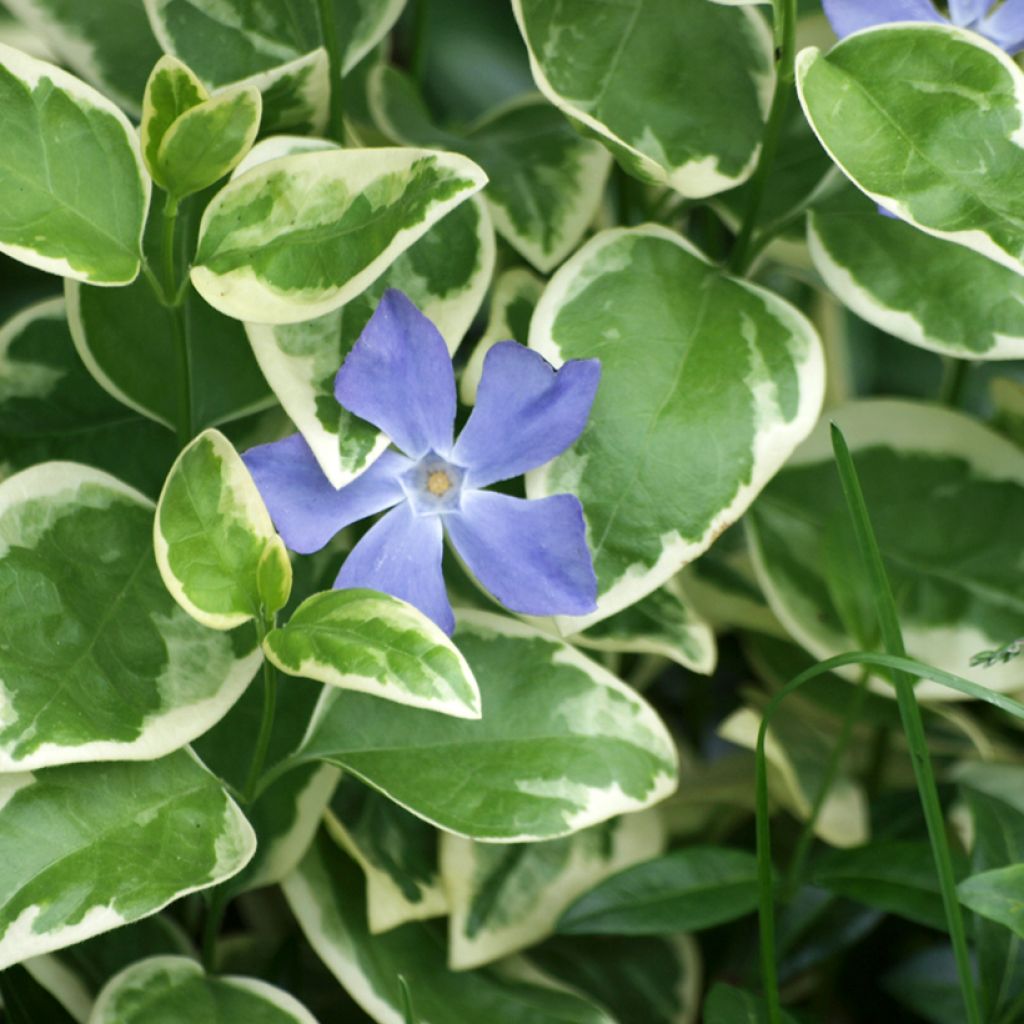 Isotalvio Variegata