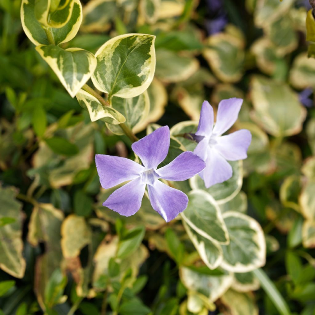 Isotalvio Variegata