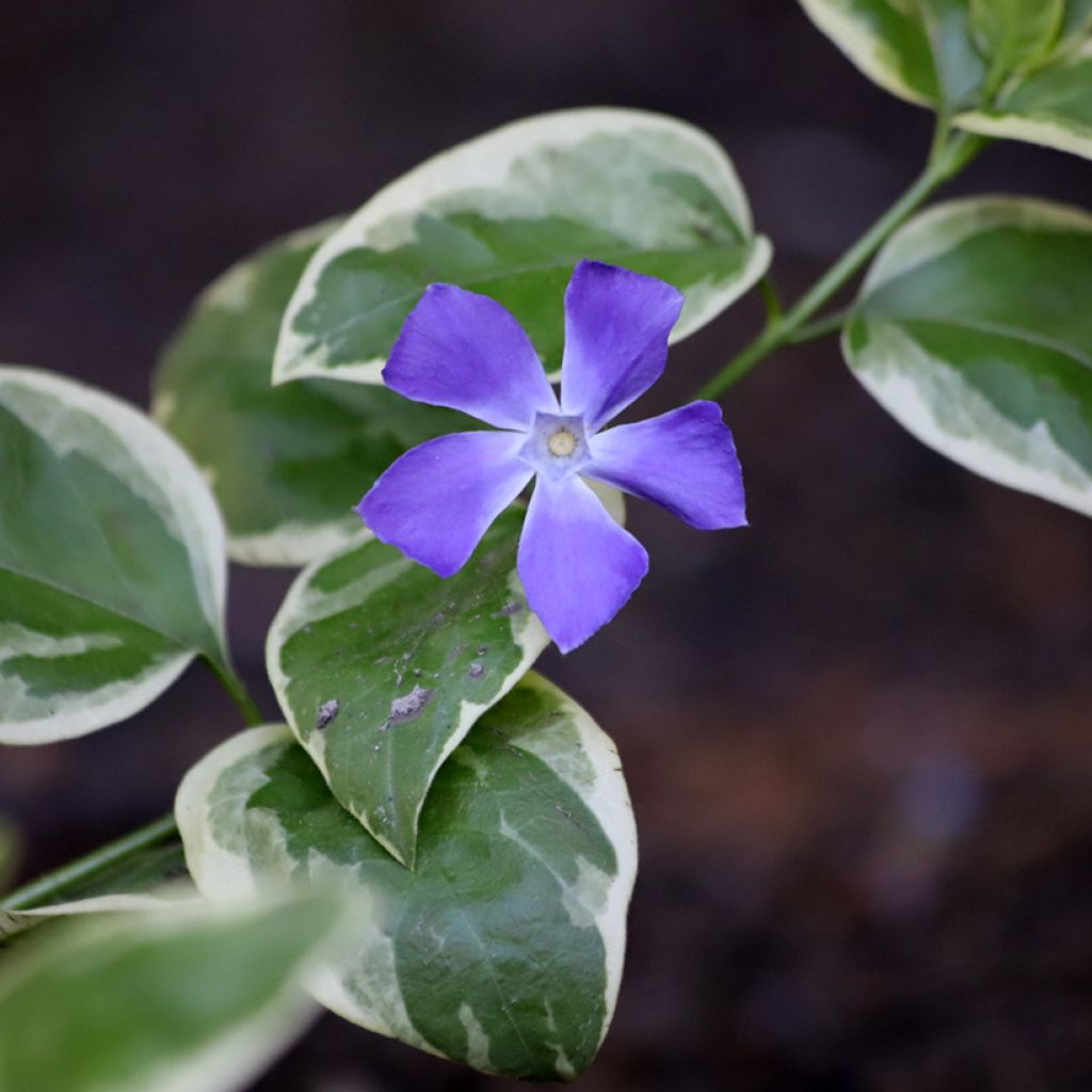 Pikkutalvio Argenteovariegata