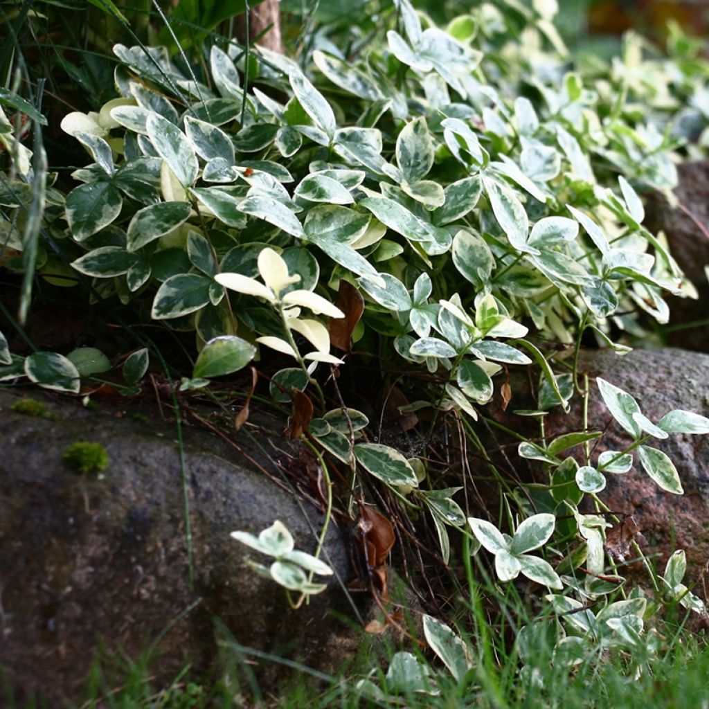 Pikkutalvio Argenteovariegata
