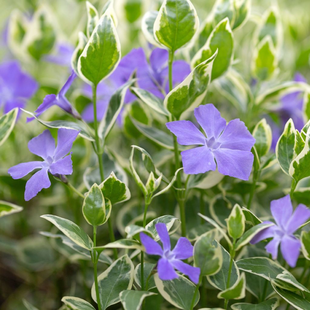 Pikkutalvio Argenteovariegata