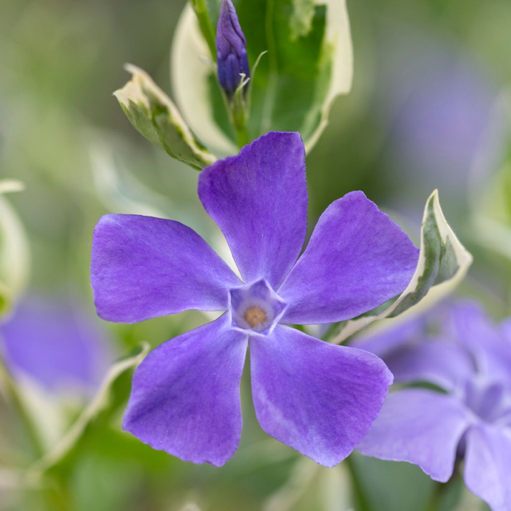Pikkutalvio Argenteovariegata