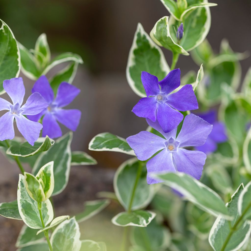 Pikkutalvio Argenteovariegata
