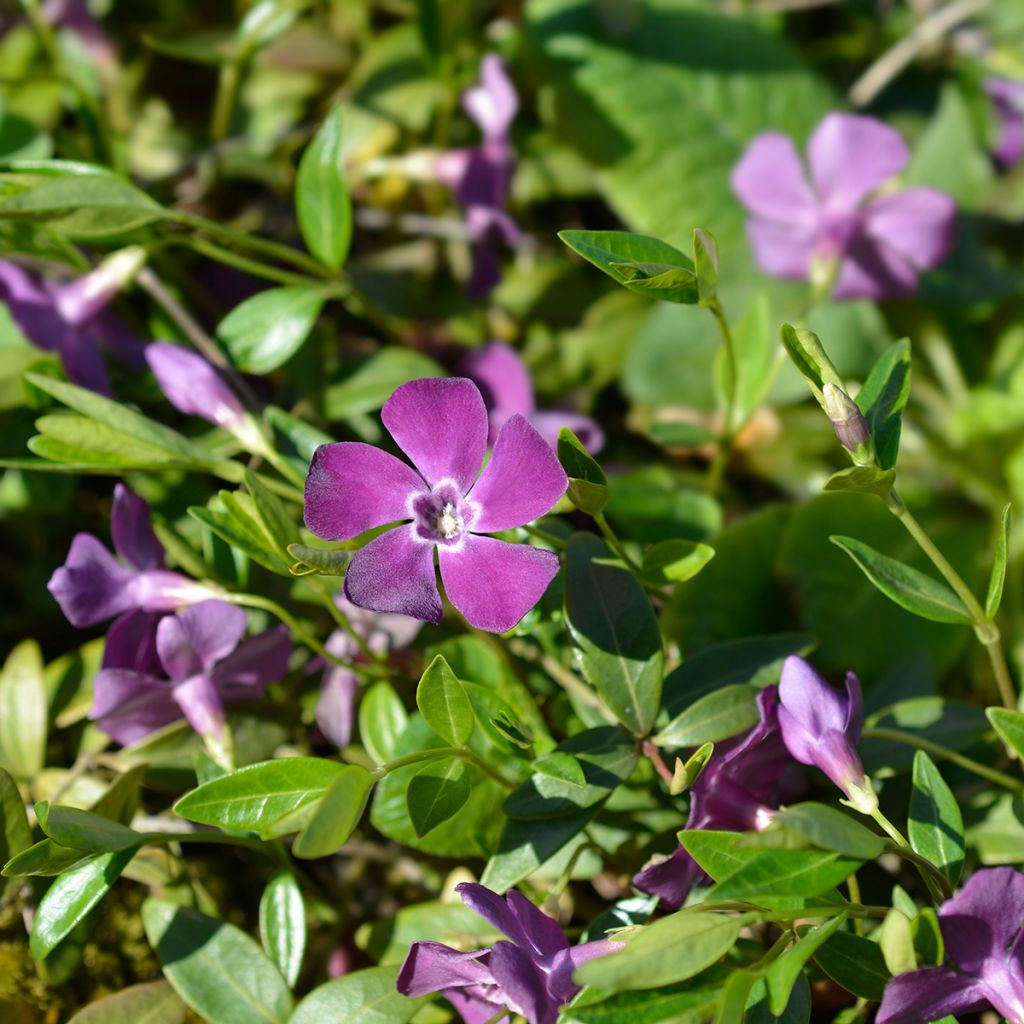 Pikkutalvio Atropurpurea