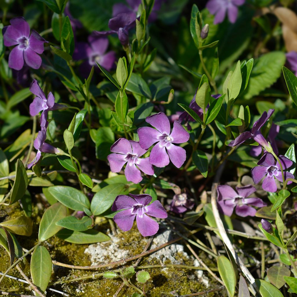 Pikkutalvio Atropurpurea