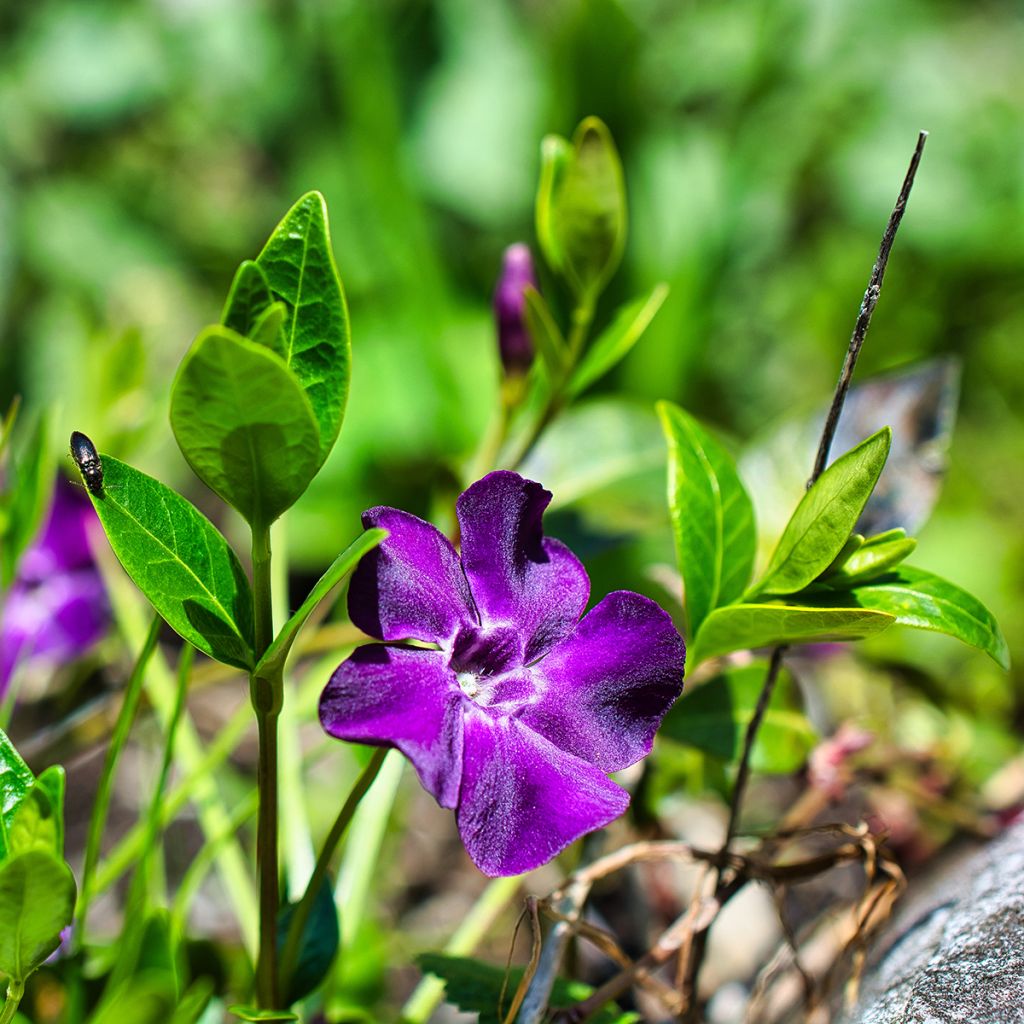 Pikkutalvio Atropurpurea