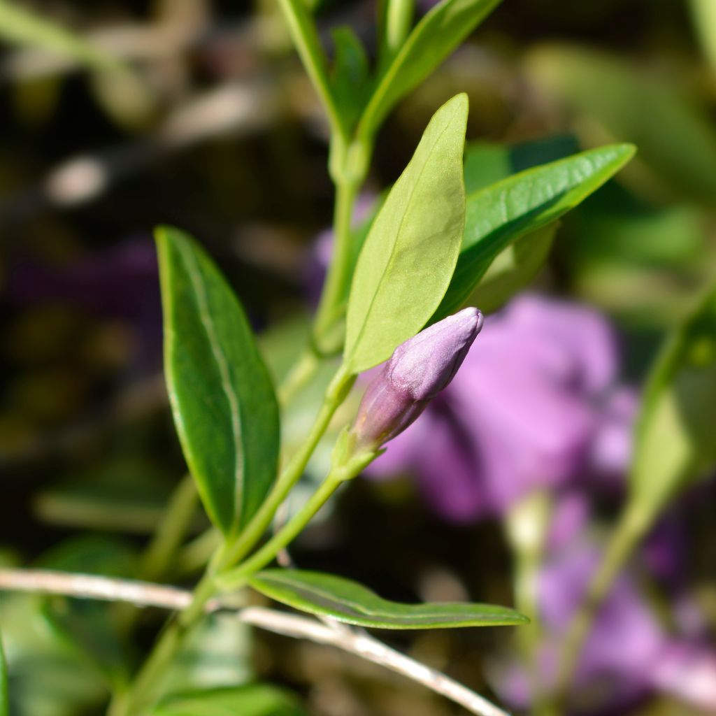 Pikkutalvio Atropurpurea