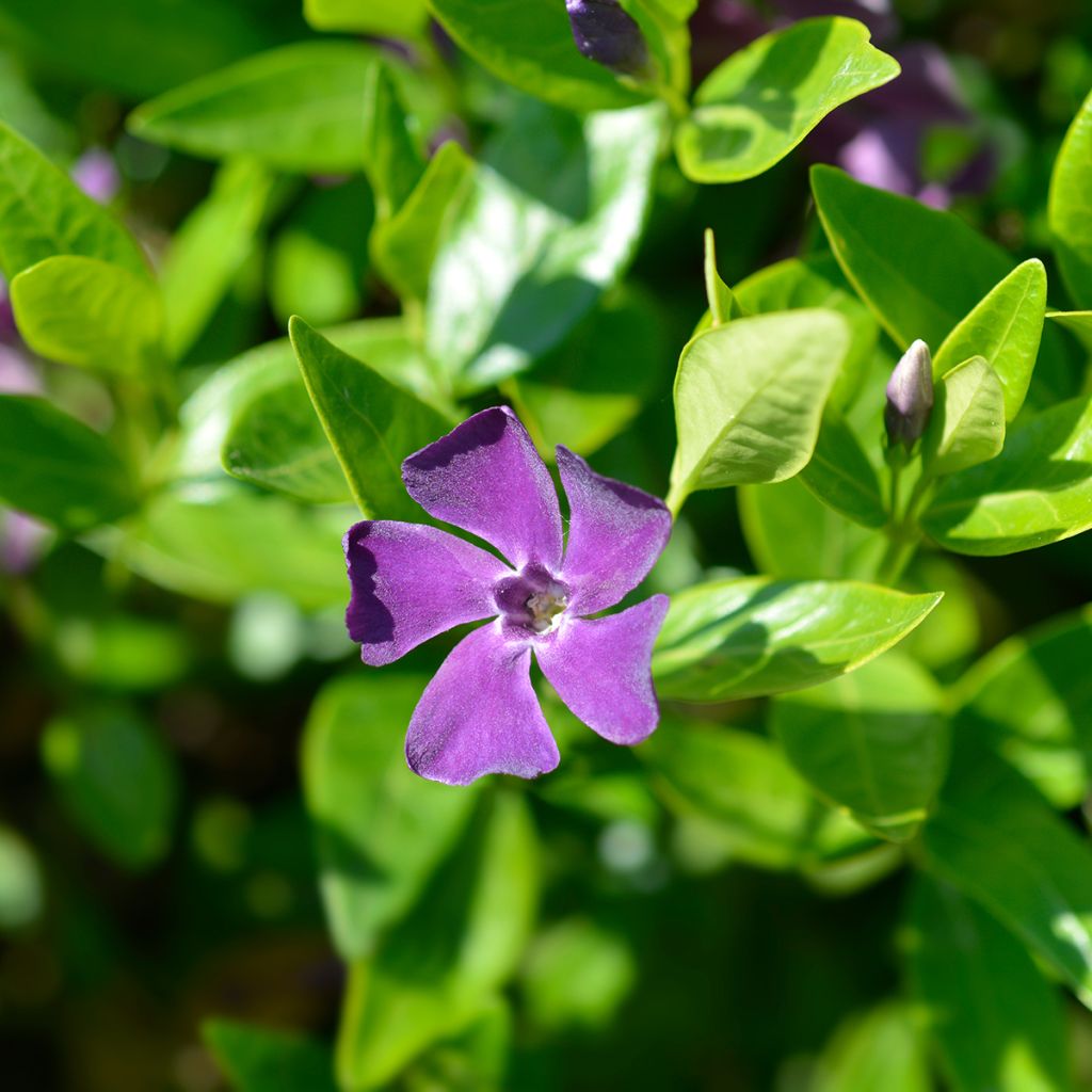 Pikkutalvio Atropurpurea