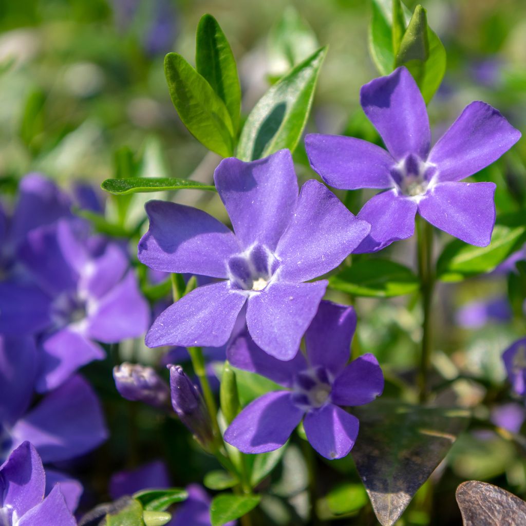 Pikkutalvio - Vinca minor