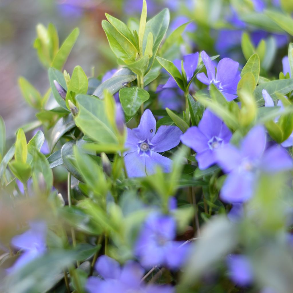 Pikkutalvio - Vinca minor