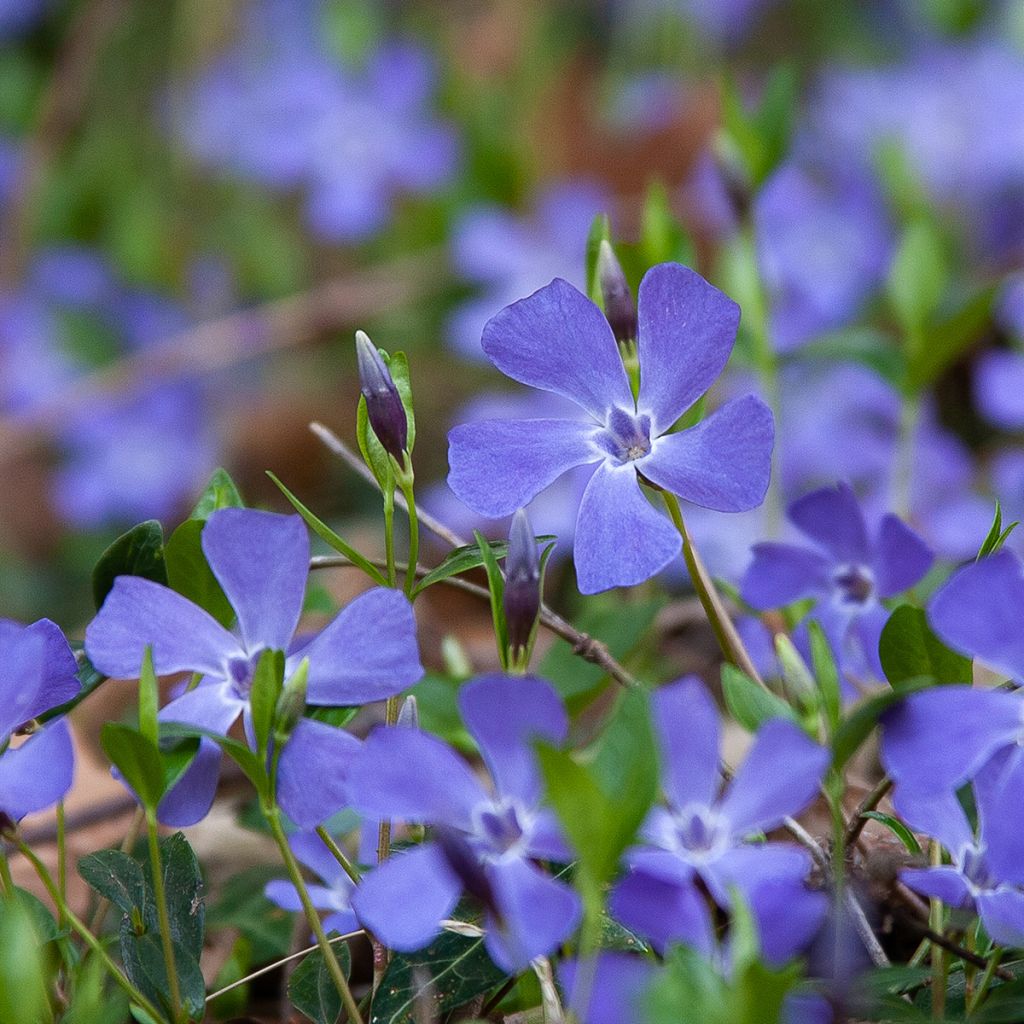 Pikkutalvio - Vinca minor