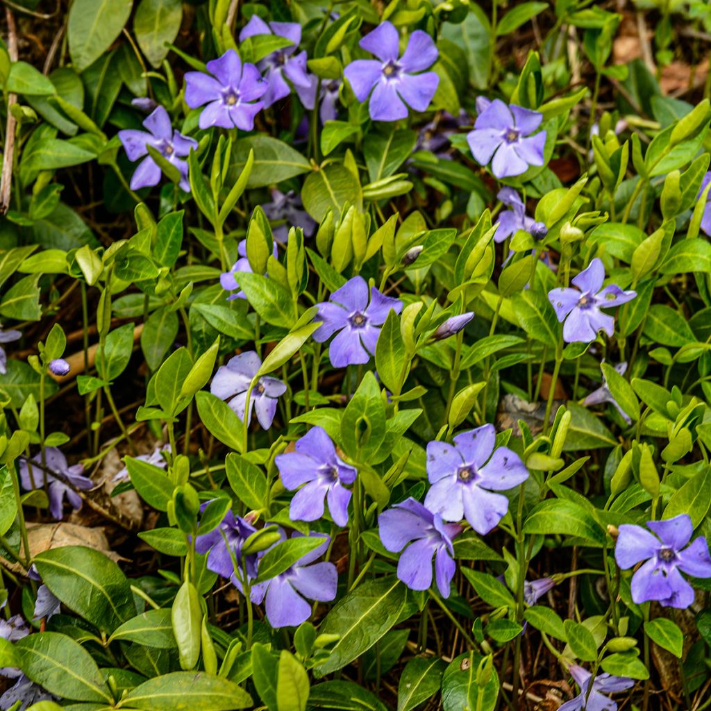 Pikkutalvio - Vinca minor