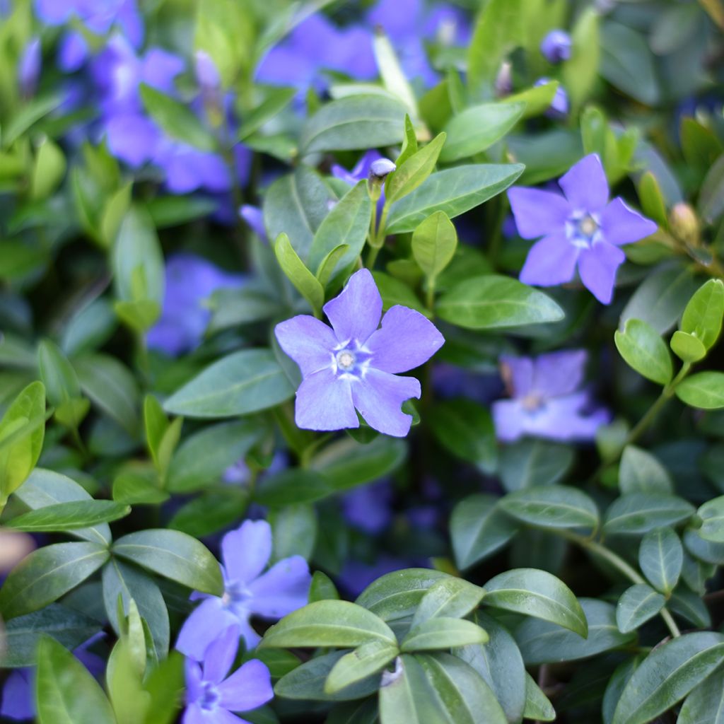 Pikkutalvio - Vinca minor