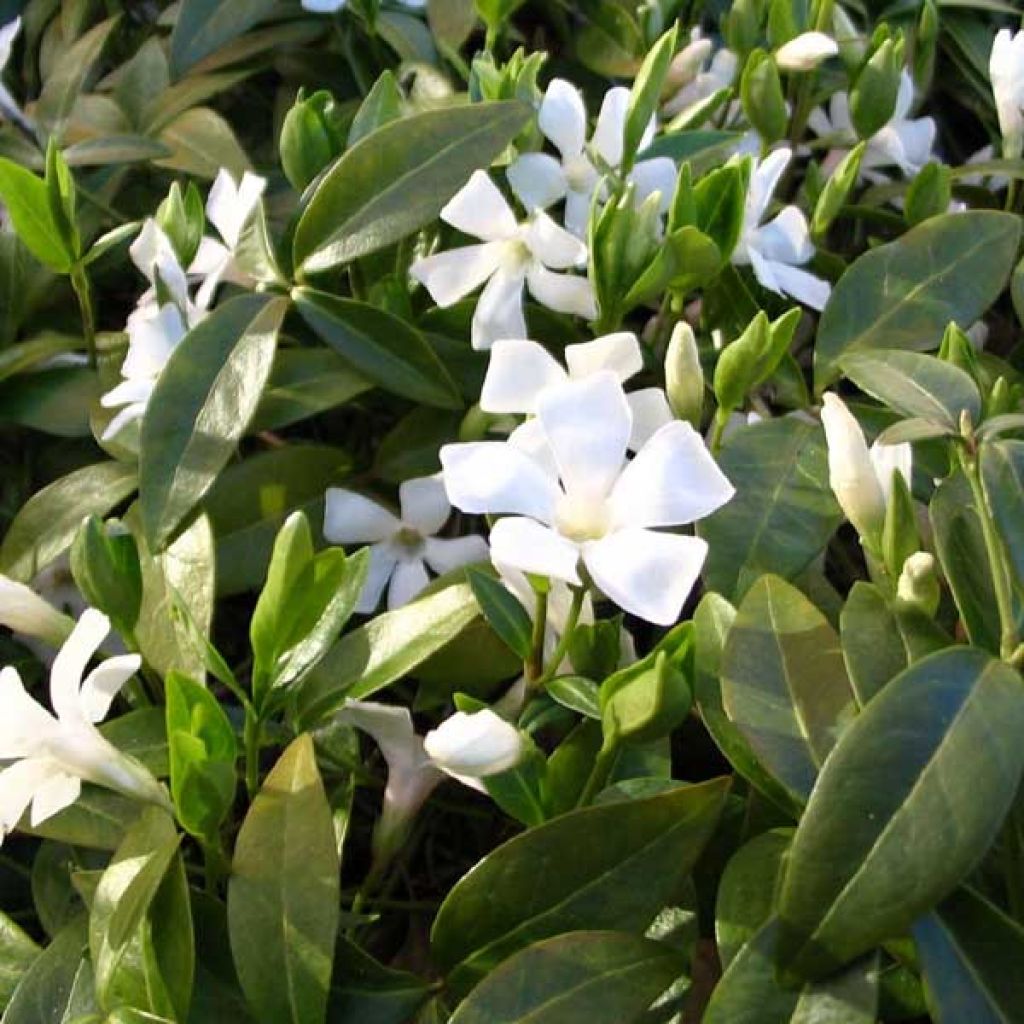 Pikkutalvio Gertrude Jekyll