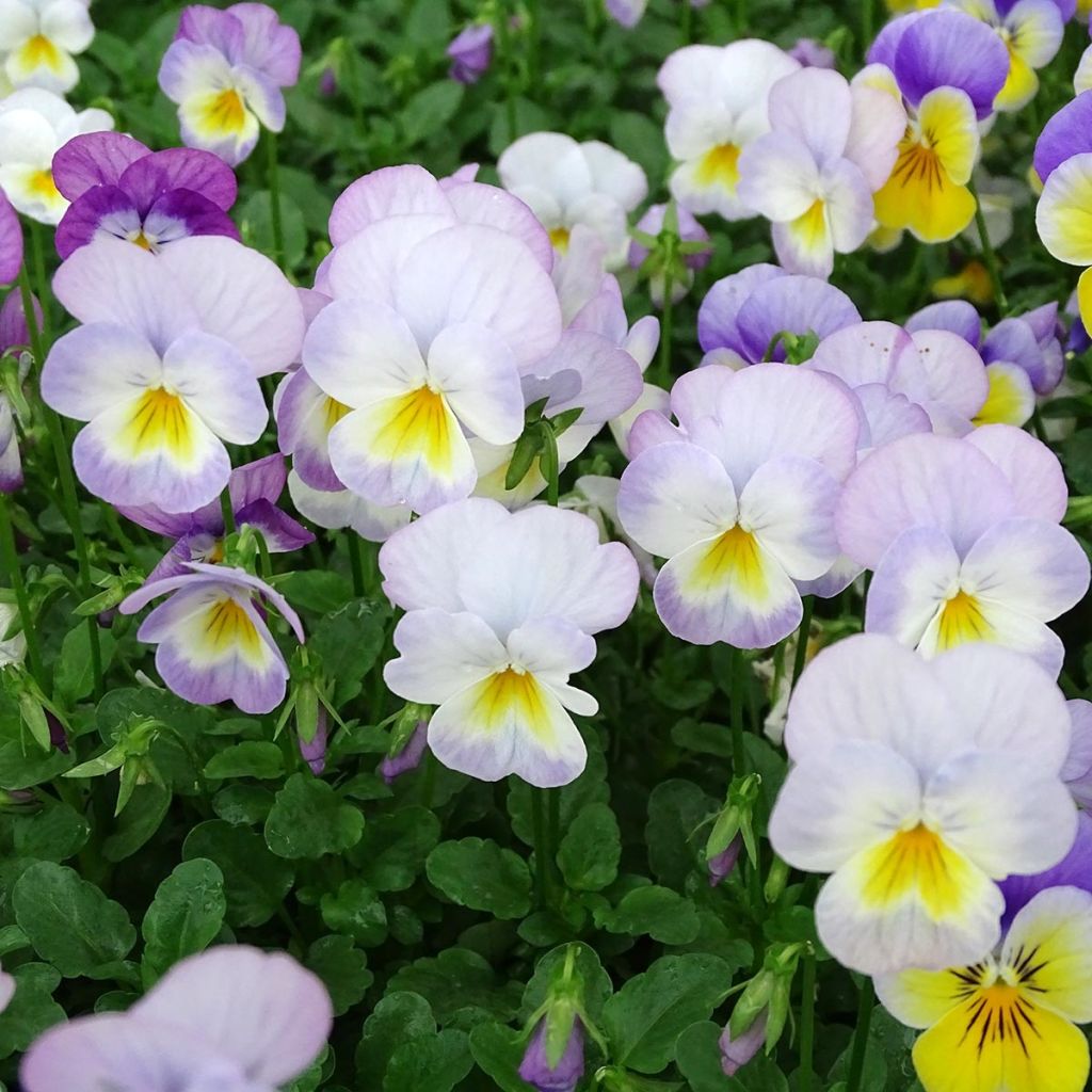 Tarhasarviorvokki Floral Power Soft Pink F1