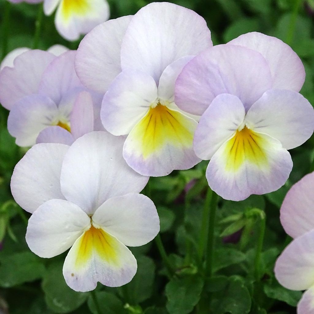 Tarhasarviorvokki Floral Power Soft Pink F1