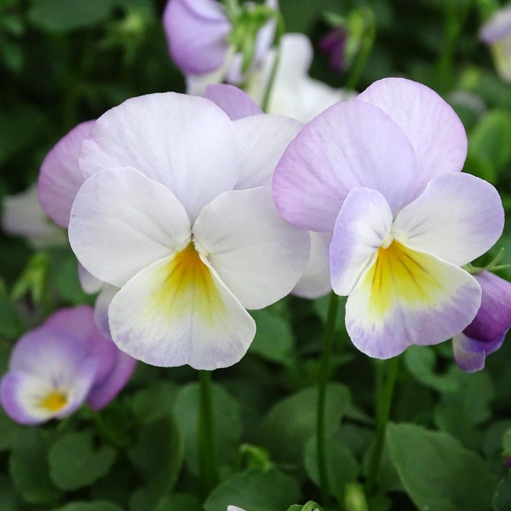 Tarhasarviorvokki Floral Power Soft Pink F1