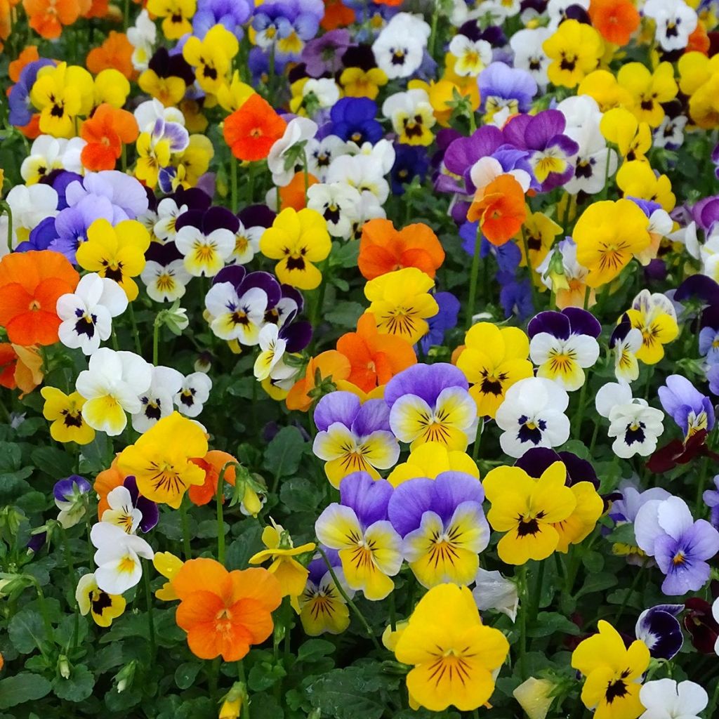 Tarhasarviorvokki Butterfly Mix