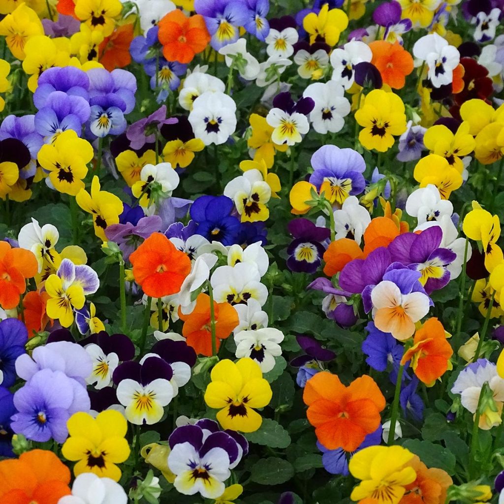 Tarhasarviorvokki Butterfly Mix