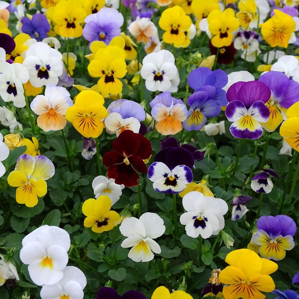 Tarhasarviorvokki Butterfly Mix