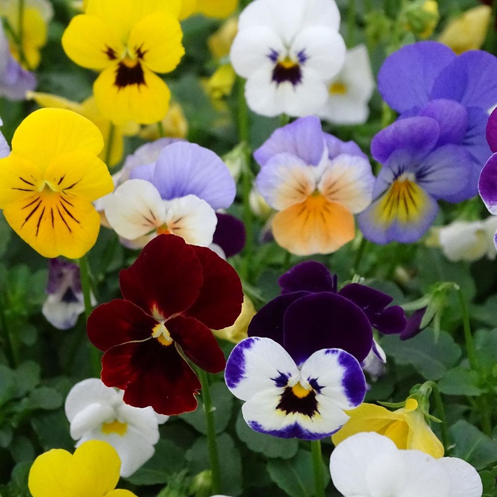 Tarhasarviorvokki Butterfly Mix