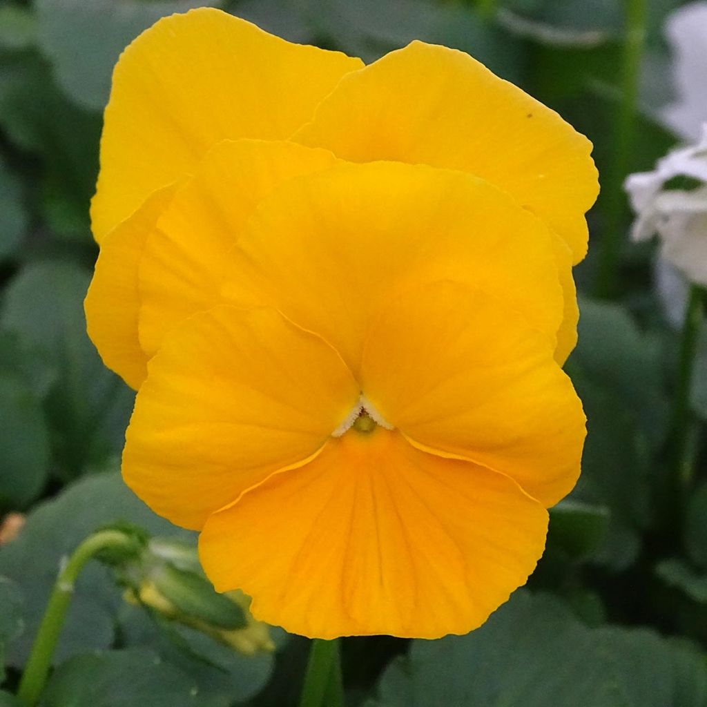 Tarhasarviorvokki F1 Prim Up Citrus Mix