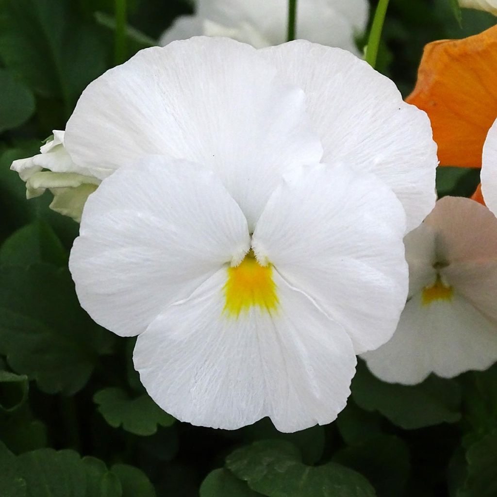 Tarhasarviorvokki F1 Prim Up Citrus Mix