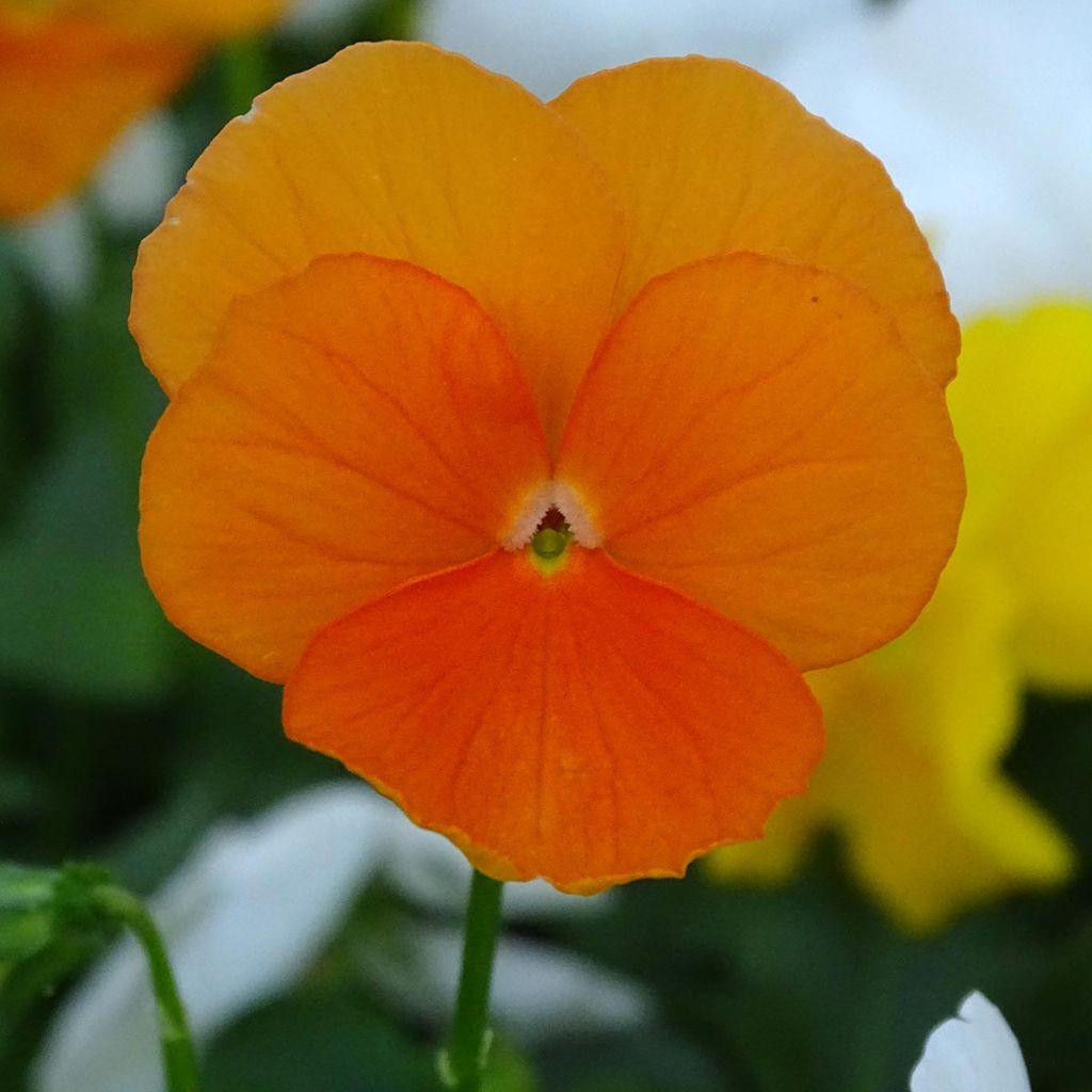 Tarhasarviorvokki F1 Prim Up Citrus Mix