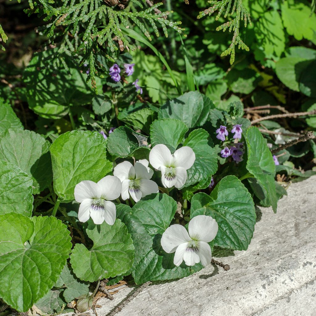 Tuoksuorvokki Alba